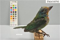 五色鳥藏品圖，第5張